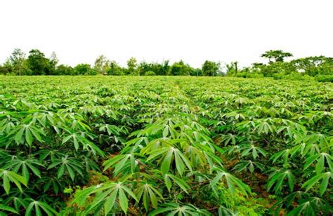  Improved Cassava Production: A Farmer's Guide to Increased Yields and Profitability – An Ode to Agricultural Mastery from Nigeria